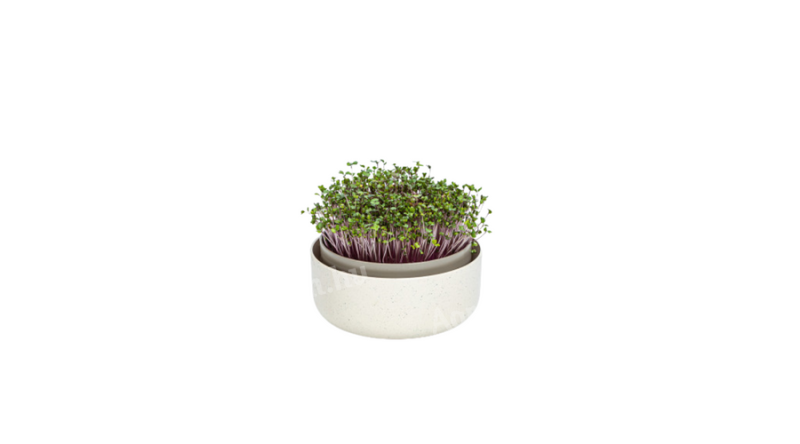 Plastia microgreens csíráztató edény - kávé