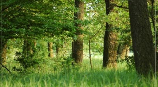 Erdő-Natura: indulnak a 2012. évi kifizetések, beadhatók a 2013. évi kérelmek