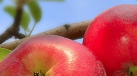 Új szakmai oldal az almatermesztőknek