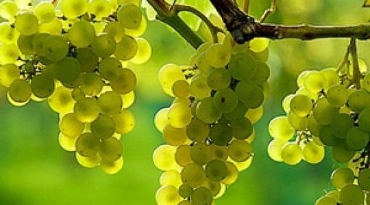 Megújult a Syngenta szőlő betegség-előrejelzési rendszere