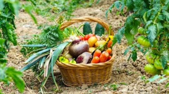 Amistar Top – Univerzális megoldás  a zöldségfélék gombabetegségei ellen