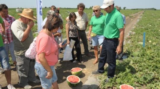 Nagyobb területen terem a zamatos és egészséges görögdinnye