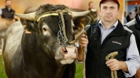 Sommet Elevage: Európa legnagyobb profi állattenyésztőknek rendezett kiállítása (+ Képek)