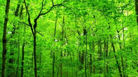Erdősítés a klímavédelem és az emberiség szolgálatában