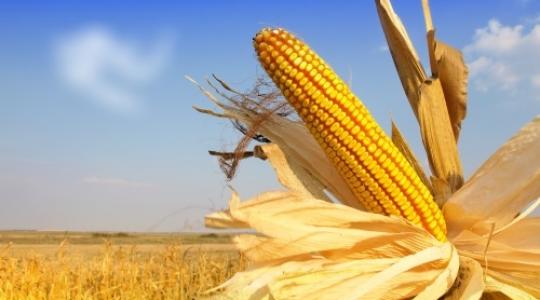 Kukorica az energianövények élén