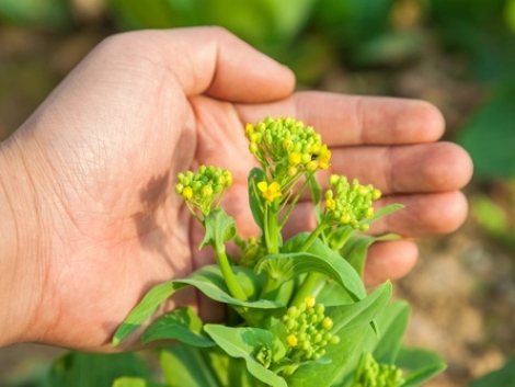 A BASF technológiai javaslata a repce őszi növekedés-szabályozásában Caramba Turbóval A BASF technológiai javaslata a repce őszi növekedés-szabályozásában Caramba Turbóval