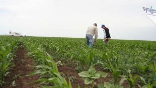 Syngenta Szershow 2009 - Enying