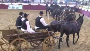 Kaposvári Állattenyésztési Napok - 2009