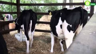 Állami és Európai Uniós támogatások 2014-től - középpontban az állattartók, állattenyésztők!