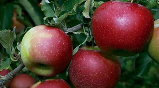 Az alma minőségét meghatározó tényezők