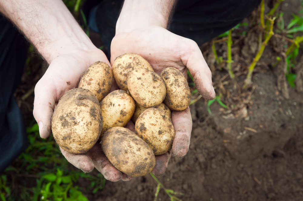 На опытных участках вырастили картофель
