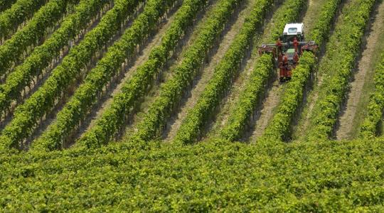 Új ültetvényes gépek az Agroázis kínálatában Új ültetvényes gépek az Agroázis kínálatában