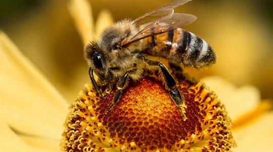 Hogyan védhetők meg a méhek?