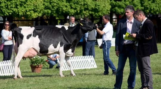 Magyarországon lesz a Holstein szeme