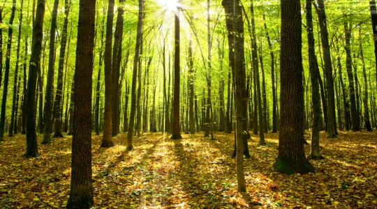 Felkészülés az új erdőgazdálkodási törvény megalkotására