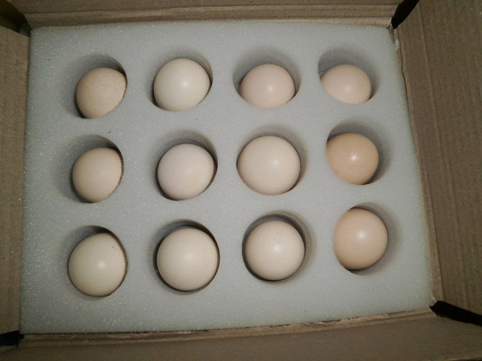 ayam cemani tojások