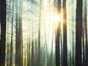 Mi az erdő szerepe a társadalomban?