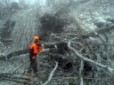 Komoly károkat okozott az időjárás az erdőkben (is)