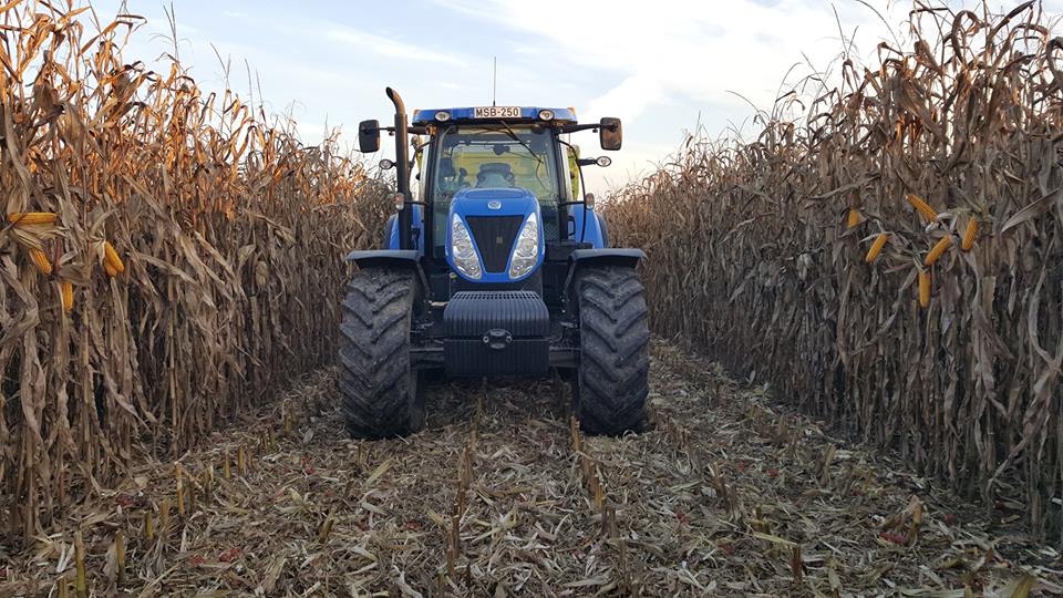 New Holland traktor a kukoricában