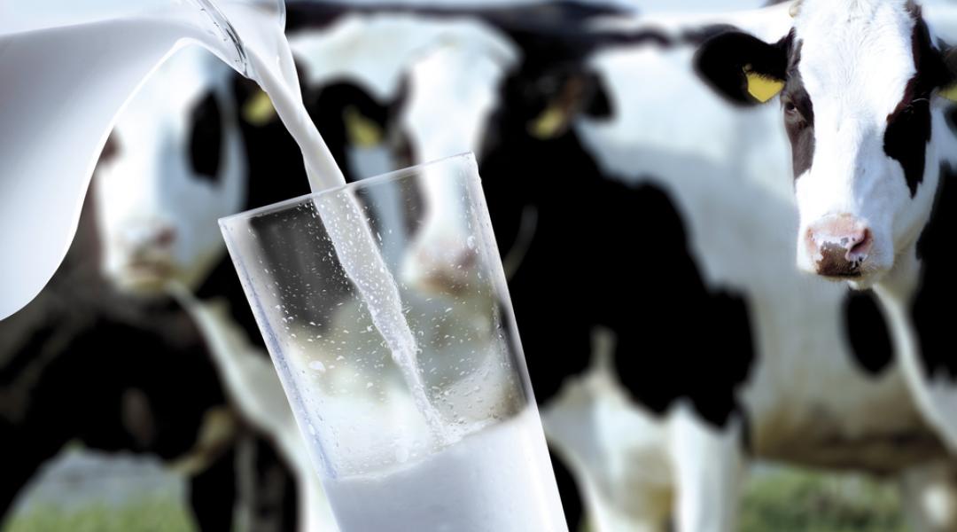 Kritikus a tejtermelők helyzete – országos demonstrációra készülnek az olcsó tej miatt
