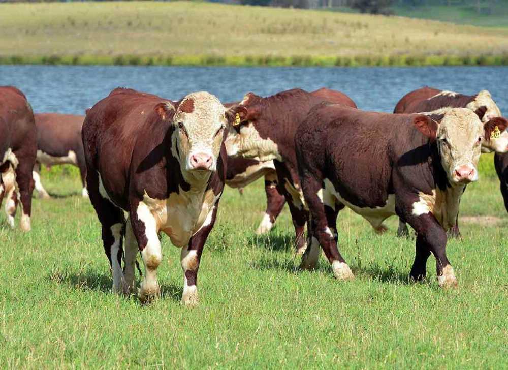 hereford marhák ausztráliában