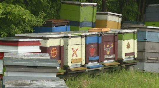 Hogyan szolgálja a méhészet az egészséget és mi az apiterápia? 