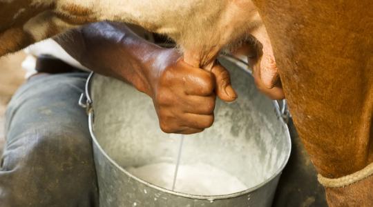 100 millió euróval enyhítenék a tejkrízist