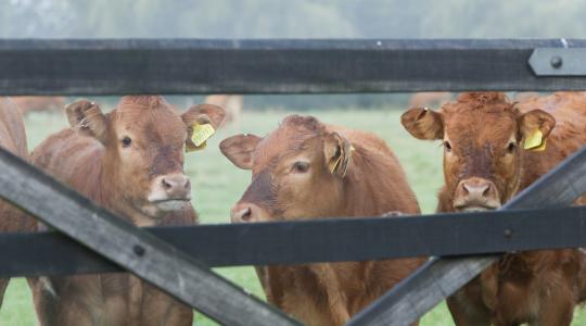 Védőoltás ütheti ki a marhák antibiotikumozását