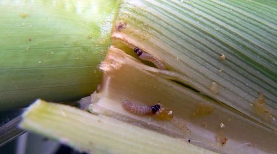 Védekezés a kukorica rovarkártevői ellen