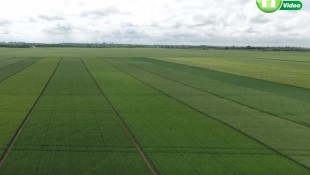 KWS kalászos fajtabemutató és szakmai nap