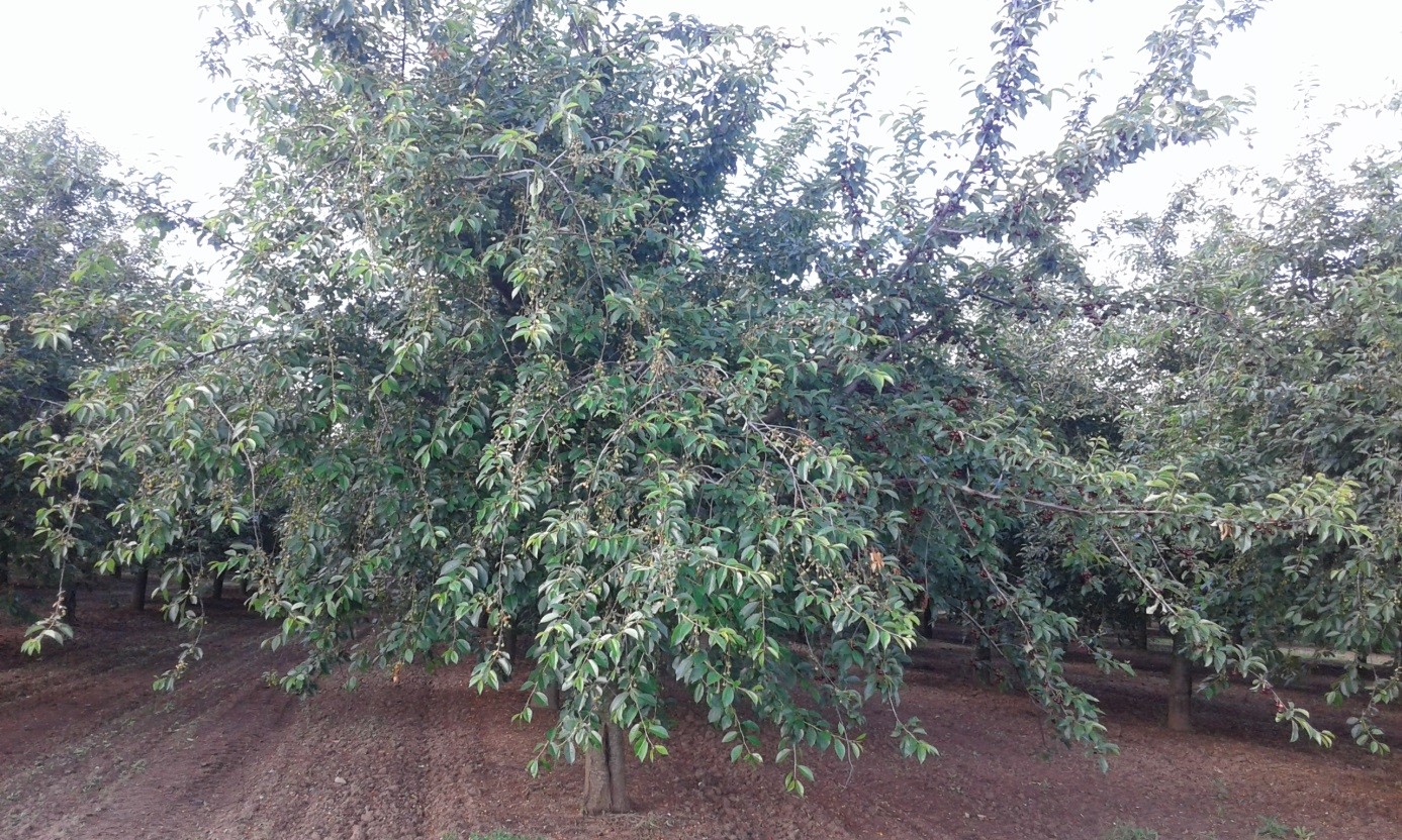 gyümölcsfa