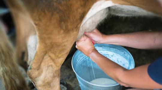 Az új EU-segélycsomag egyik feltétele a tejtermelés visszafogása