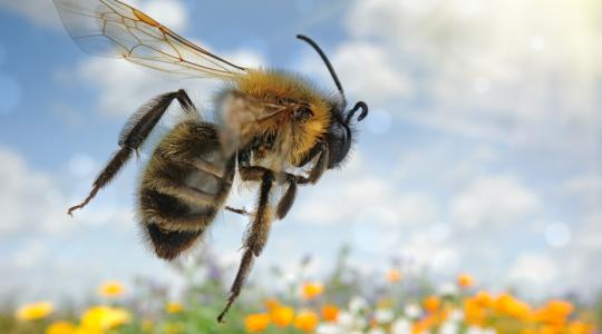 A méheket a légszennyezés is pusztítja