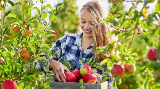 Így terveznek a fiatal gazdák a kertészeti ágazatban