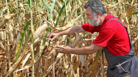 Rendkívüli szárazság veszélyezteti Románia őszi termését