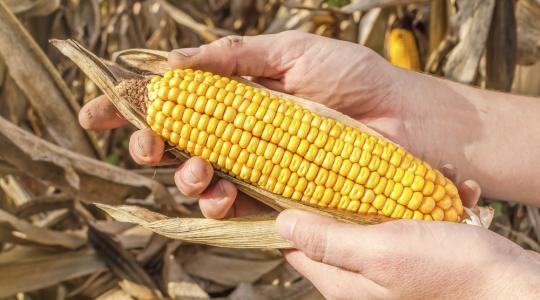 Ne higgye, hogy Európa GMO-mentes