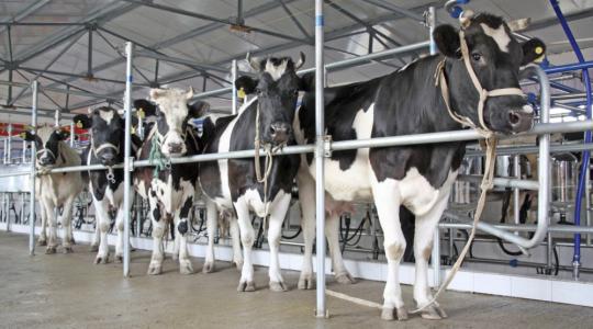 Küszöbön egy újabb tejpiaci válság?