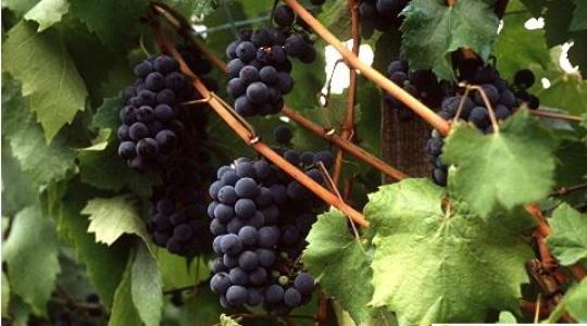 Új lehetőségek a minőségi bioszőlő növényvédelmében II.
