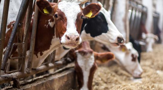 Felesleges a tejkibocsátás visszafogása, nem ez oldja meg a válságot