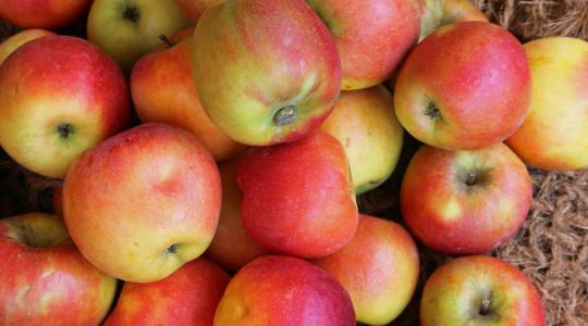  Újabb fajtájú almákat kóstolhattak a szakemberek