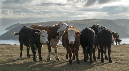 A brit hústermelők komoly segítséget várnak a Trump kormánytól