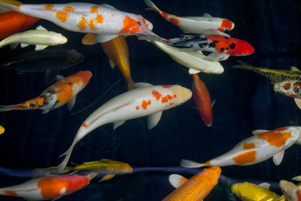 koi