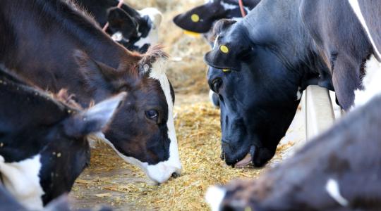 A feldolgozók a tejátvétel feltételéül akarják szabni a GMO-mentes takarmányozást