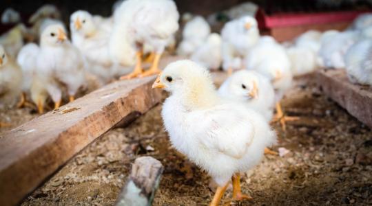 Lengyelország baromfihúsexportja a madárinfluenza ellenére növekszik