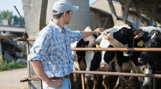 Sikeresen vizsgázott az EU tejtermeléscsökkentési programja 