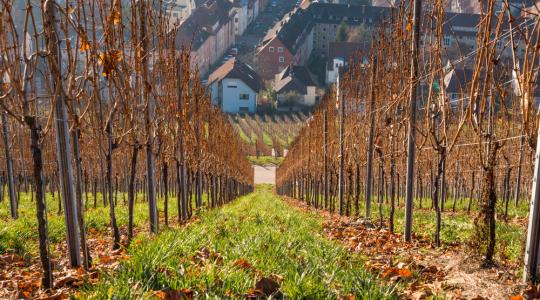 Április 1-jétől kérhető az új szőlőültetvények telepítési engedélye