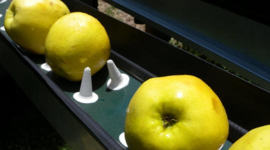 Körkérdés: így tényleg háromszor annyi almát szedhetünk?