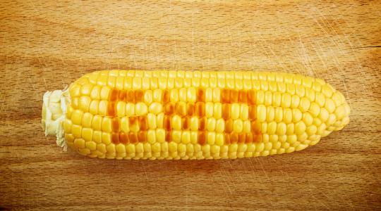 Az EP elutasította a génmódosított kukoricák importját 