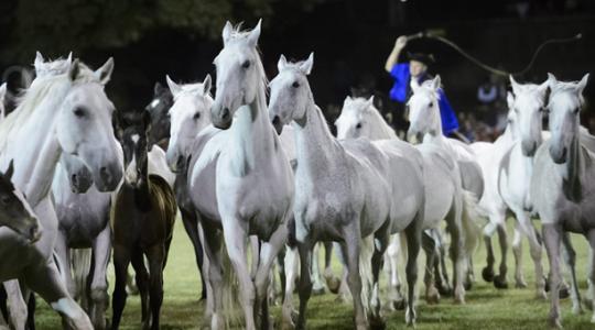 Két ország is sajátjának vallja a lipicai lovat