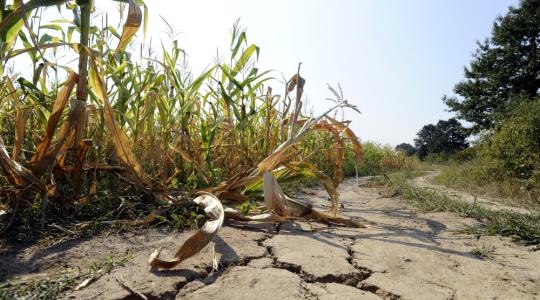 A klímaváltozás jelentősen megnehezíti a világ élelmiszer-ellátását